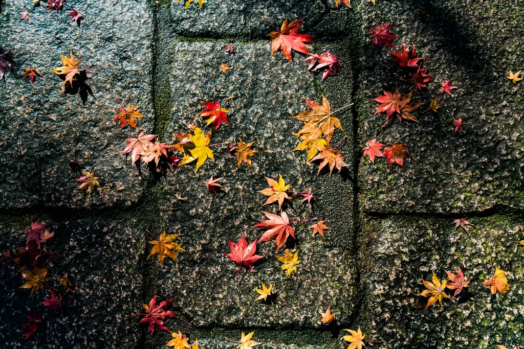 北九州之旅：融合歷史、自然與現代的九州瑰寶